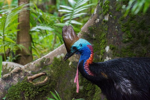 Daintree Afternoon Nocturnal Nature And Wildlife Tour - Australia Accommodation 0