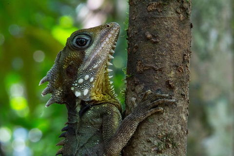 Daintree Afternoon Nocturnal Nature And Wildlife Tour - Australia Accommodation 1