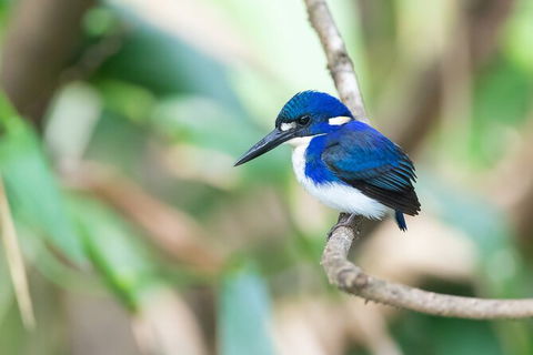 Daintree River Sunset Cruise - Australia Accommodation 10