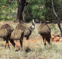 5-Day Outback Farm and Wildlife Experience from Brisbane - Australia Accommodation