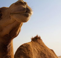 One Hump Camel Farm and Wine Tour - Australia Accommodation