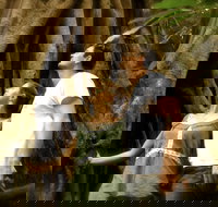 Daintree and Cape Tribulation Full Day Guided Tour - Australia Accommodation