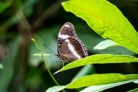 Daintree And Cape Tribulation Full Day Guided Tour - Australia Accommodation 6