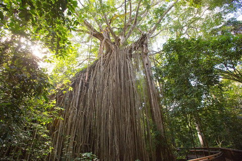 Cairns Adventure Package- 4 Tours In 3 Days! - Australia Accommodation 2