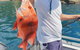 Adventure Fishing Combo Day - Fish, Swim, Whitehaven, Hill Inlet Bush Walking - thumb 2