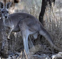8-Day Authentic Outback Adventure Tour of Cunnamulla Including Round-Trip Air Transfer from Brisbane - Australia Accommodation