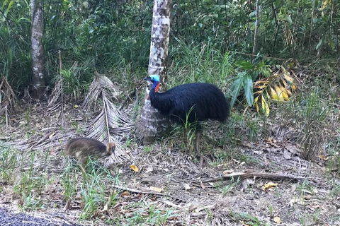 Daintree Luxury Limousine Tour - Full Day - Australia Accommodation 8