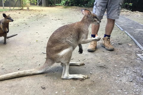Daintree Luxury Limousine Tour - Full Day - Australia Accommodation 10