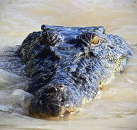1 Day Rockhampton Highlights Private Tour with Pickup - Australia Accommodation
