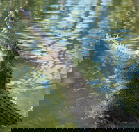 The adventure begins at Hartley's the best crocodile show in Australia - Australia Accommodation