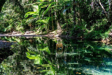 Port Douglas Daintree National Park Boutique Full-Day Tour - Australia Accommodation 4