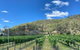 Mt Tamborine Wine Tour - thumb 9