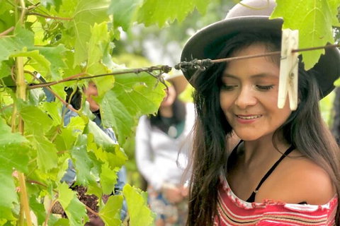 Mt Tamborine Wine Tour - Australia Accommodation 4
