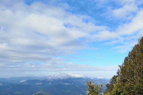 Private Half-Day Springbrook National Park Eco Tour - Up To 6 People - Australia Accommodation 2