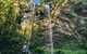 Private Half-Day Springbrook National Park Eco Tour - Up To 6 People - thumb 3