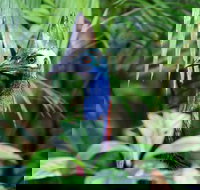 Guided Night Walk in Cape Tribulation - Australia Accommodation