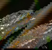 Family Night Walking Tour at Tropical Rainforest in Daintree - Australia Accommodation