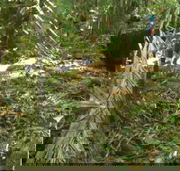 Small-Group Trekking Experience in Daintree National Park - Australia Accommodation