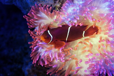 Cairns Aquarium By Twilight With 3 Course Dinner - Australia Accommodation 6