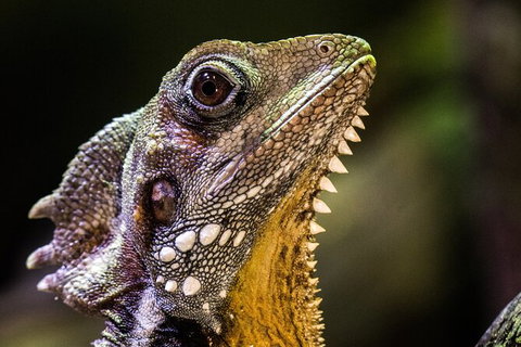 Cairns Aquarium By Twilight With 3 Course Dinner - Australia Accommodation 5