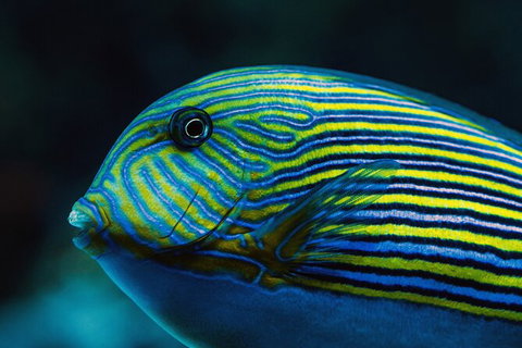 Cairns Aquarium By Twilight With 3 Course Dinner - Australia Accommodation 4