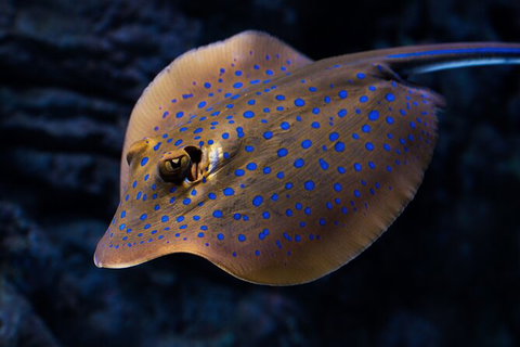Cairns Aquarium By Twilight With 3 Course Dinner - Australia Accommodation 2
