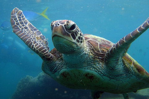 2 Night Whitsunday Islands Cruise On Atlantic Clipper From Airlie Beach - Australia Accommodation 6
