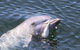 Kayak Tour In Adelaide Dolphin Sanctuary - thumb 6