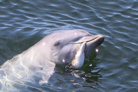 Kayak Tour In Adelaide Dolphin Sanctuary - Australia Accommodation 6