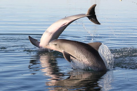 Kayak Tour In Adelaide Dolphin Sanctuary - Australia Accommodation 4
