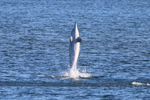Kayak Tour In Adelaide Dolphin Sanctuary - Australia Accommodation 3