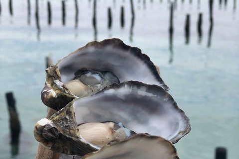 Coffin Bay Oysters, Ocean & Nature Tour - Australia Accommodation 6