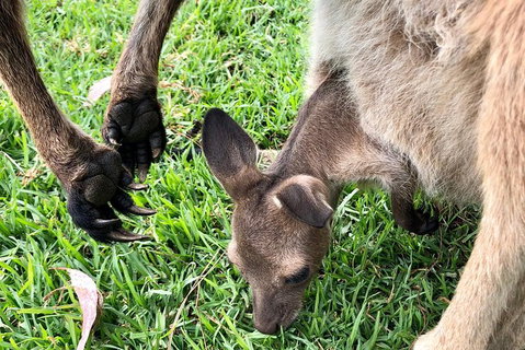 Coffin Bay Oysters, Ocean & Nature Tour - Australia Accommodation 10