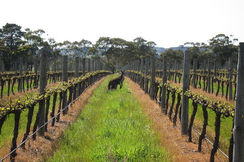 Structured Wine Tasting And Platter - Australia Accommodation 1