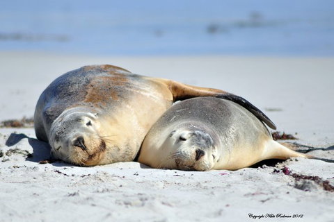 NEW TOUR - Kangaroo Island Road To Recovery Tour (1 Day/1 Night) - Australia Accommodation 3