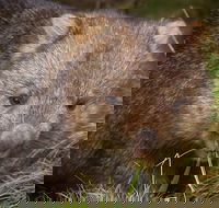 Cradle Mountain Wildlife Spotting after Dark - Australia Accommodation