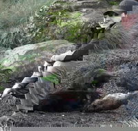 After Dark Tasmanian Devil Feeding Tour at Cradle Mountain - Australia Accommodation