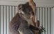 Shore Excursion: Coast, Caves And Wildlife Park - 8 Hour Tour - thumb 11