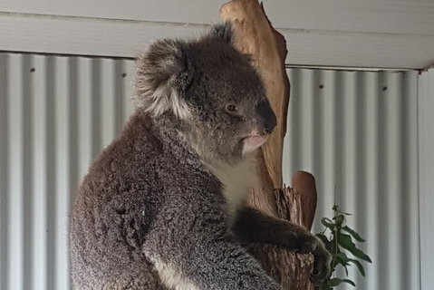 Shore Excursion: Coast, Caves And Wildlife Park - 8 Hour Tour - Australia Accommodation 11