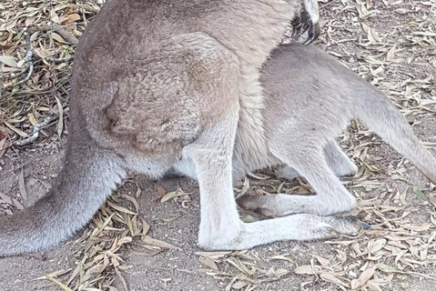 Shore Excursion: Coast, Caves And Wildlife Park - 8 Hour Tour - Australia Accommodation 19