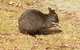 Shore Excursion: Coast, Caves And Wildlife Park - 8 Hour Tour - thumb 3