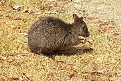 Shore Excursion: Coast, Caves And Wildlife Park - 8 Hour Tour - Australia Accommodation 3