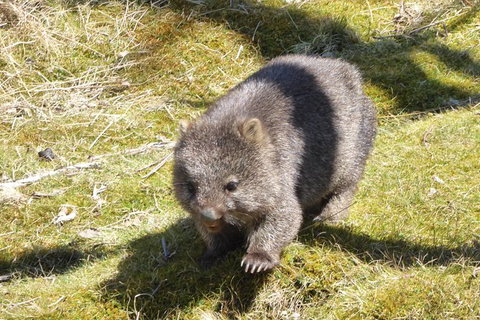 Shore Excursion: Coast, Caves And Wildlife Park - 8 Hour Tour - Australia Accommodation 6