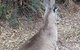Shore Excursion: Coast, Caves And Wildlife Park - 8 Hour Tour - thumb 9