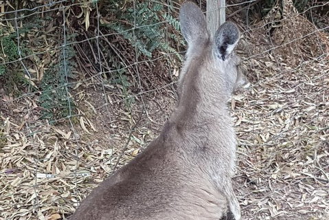 Shore Excursion: Coast, Caves And Wildlife Park - 8 Hour Tour - Australia Accommodation 9