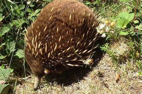 Shore Excursion: Coast, Caves And Wildlife Park - 8 Hour Tour - Australia Accommodation 18