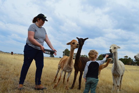 Alpaca Farm Tours With Toffeemont - Australia Accommodation 4