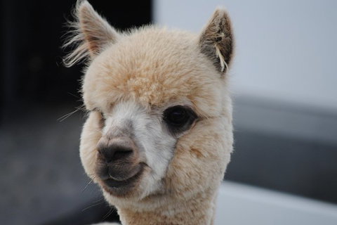 Alpaca Farm Tours With Toffeemont - Australia Accommodation 0