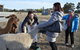 Alpaca Farm Tours With Toffeemont - thumb 2