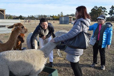 Alpaca Farm Tours With Toffeemont - Australia Accommodation 2